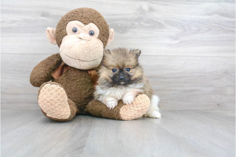 TEACUP POMERANIAN PUPPY