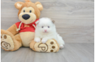 Akc Registered Pomeranian Purebred Pup