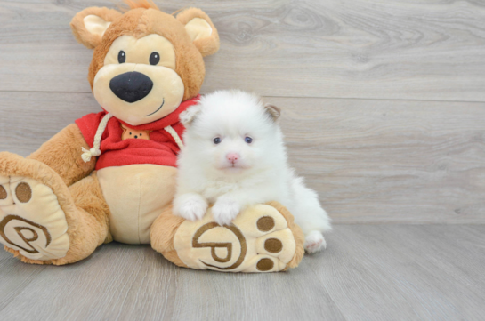 Akc Registered Pomeranian Purebred Pup