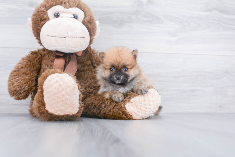 TEACUP POMERANIAN PUPPY