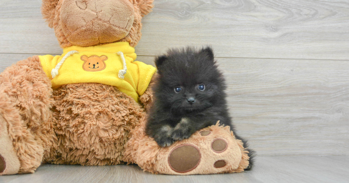 black teddy bear pomeranian