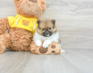 10 week old Pomeranian Puppy For Sale - Premier Pups