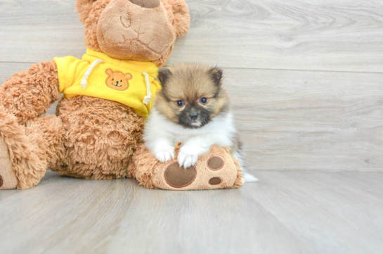 Best Pomeranian Baby