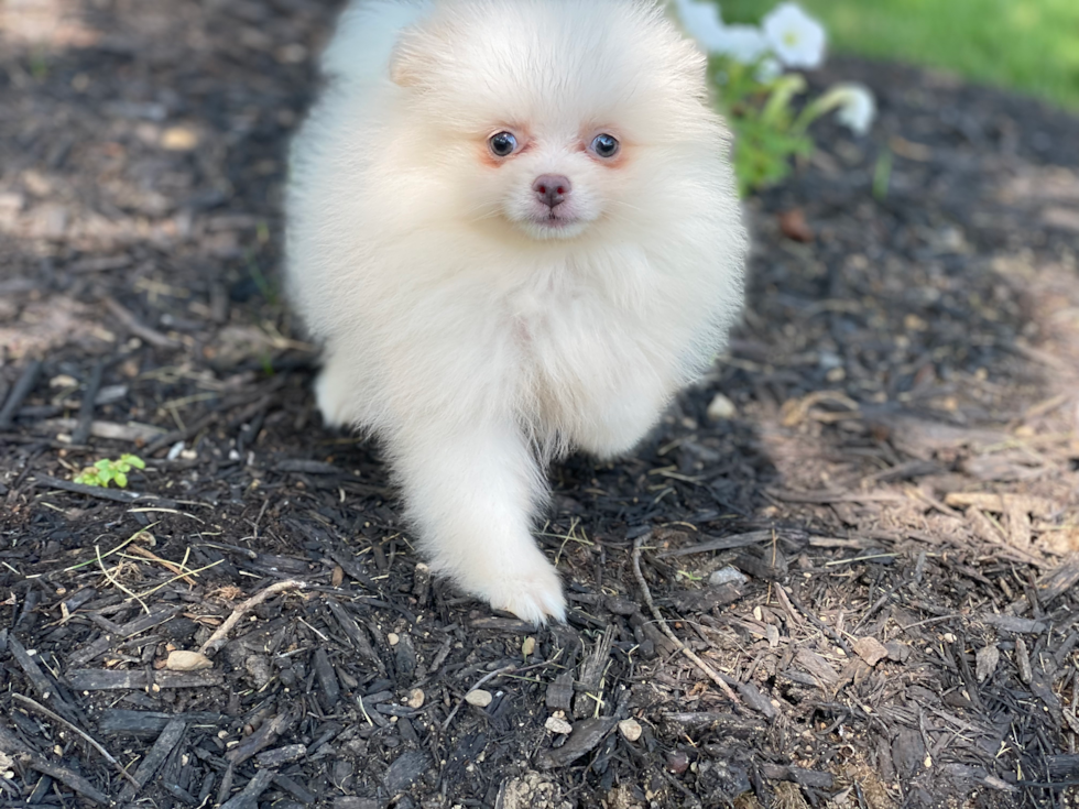 Meet Noelle - our Pomeranian Puppy Photo 2/2 - Premier Pups