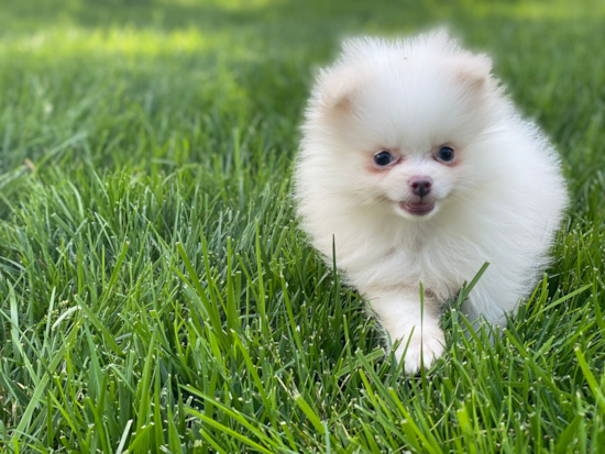 Petite Pomeranian Purebred Puppy