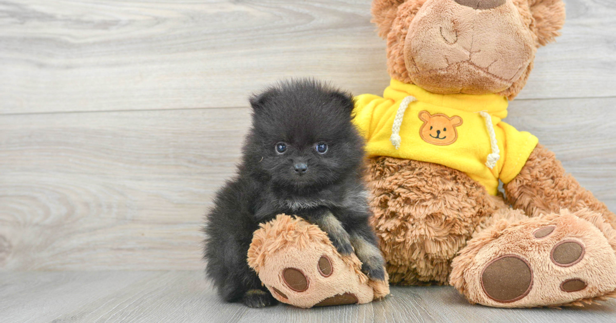 black teddy bear pomeranian