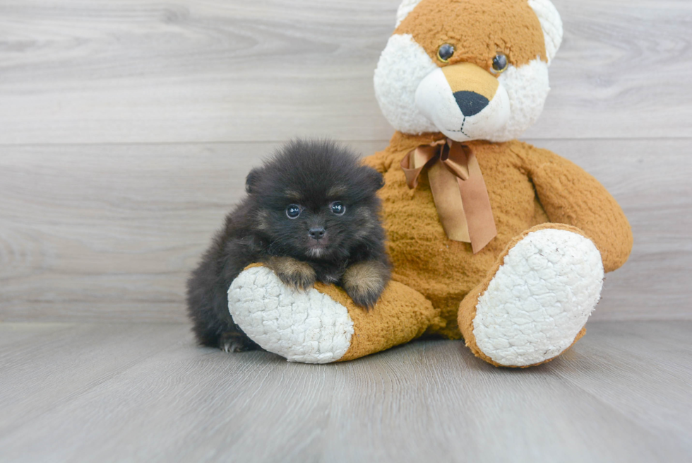 Playful Pomeranian Baby