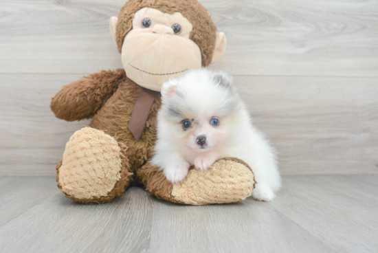 Friendly Pomeranian Purebred Pup