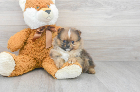 how long do pomeranians live in human years