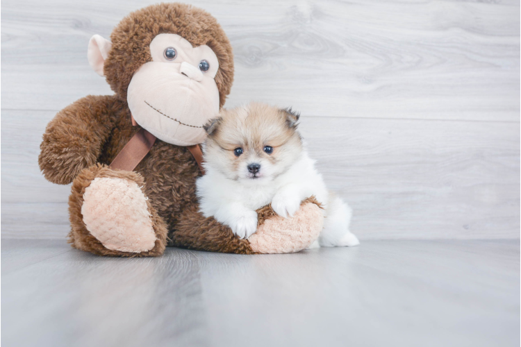 TEACUP POMERANIAN PUPPY