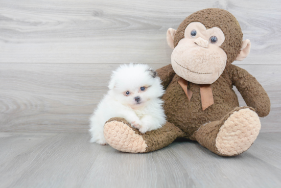 Playful Pomeranian Baby