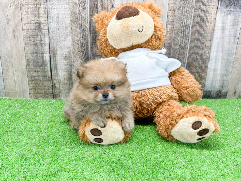 Playful Pomeranian Purebred Pup