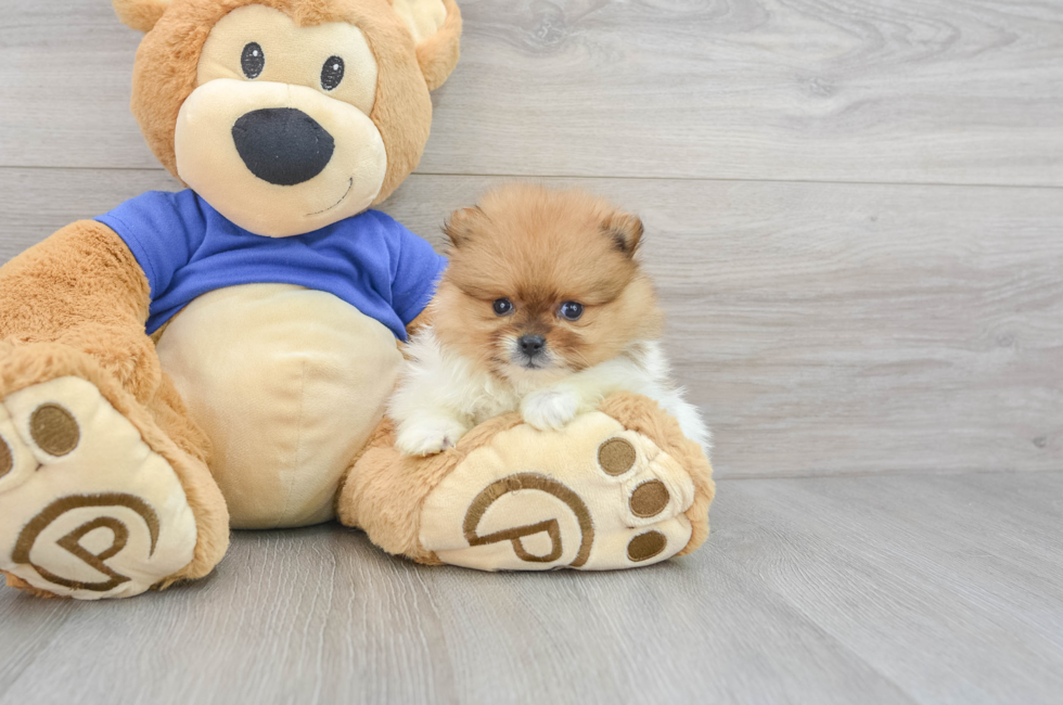 5 week old Pomeranian Puppy For Sale - Premier Pups