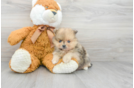 Meet Pablo - our Pomeranian Puppy Photo 2/3 - Premier Pups