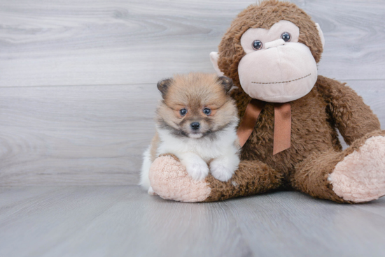 Cute Pomeranian Purebred Puppy