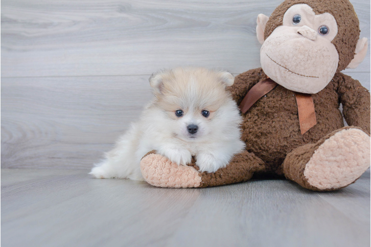 TEACUP POMERANIAN PUPPY