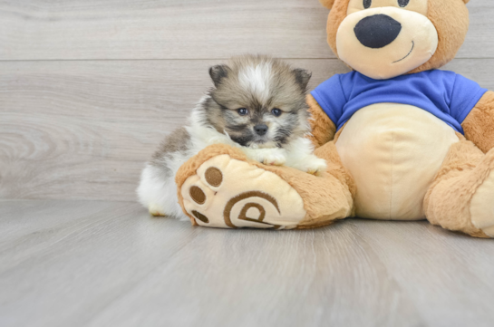 Akc Registered Pomeranian Purebred Pup
