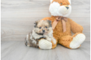 Meet Pippen - our Pomeranian Puppy Photo 2/3 - Premier Pups