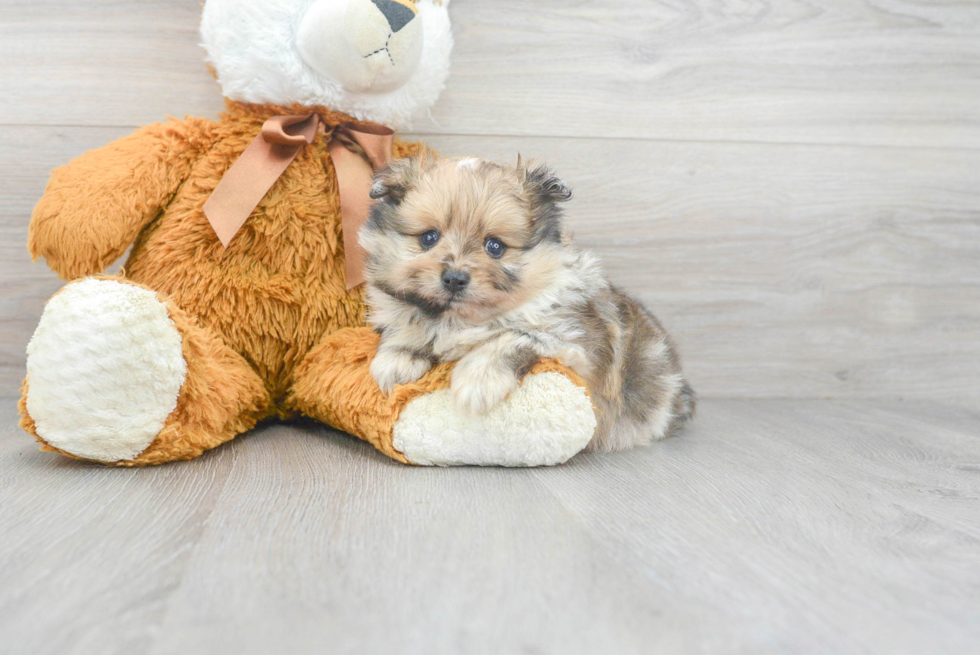 Meet Pippen - our Pomeranian Puppy Photo 1/3 - Premier Pups