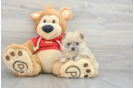 Happy Pomeranian Purebred Puppy