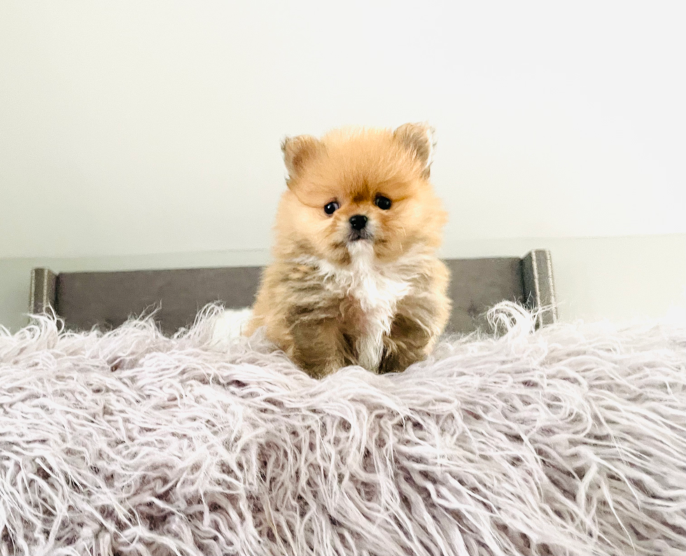 Akc Registered Pomeranian Purebred Pup