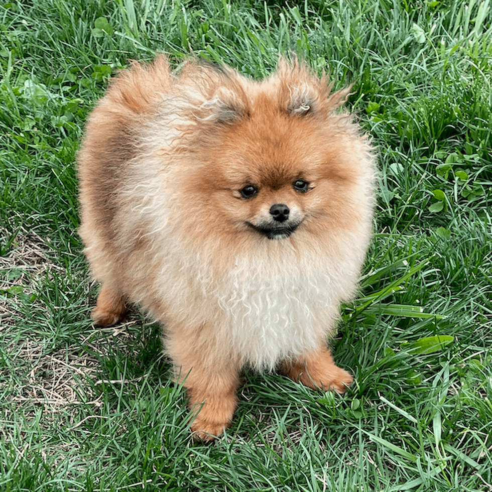 Found pomeranian near store me