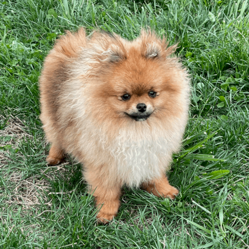 Orange Pomeranian dog on the grass