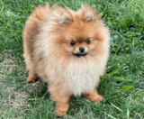 Pomeranian Puppies For Sale Premier Pups