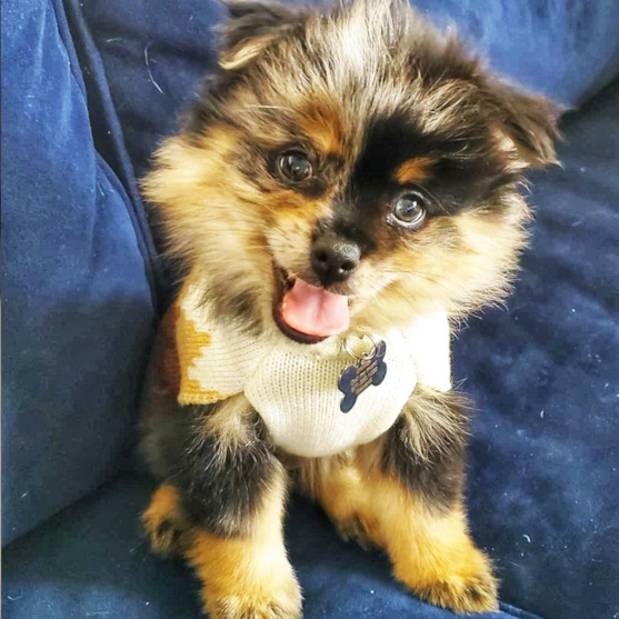 Merle Pomeranian with blue eyes 