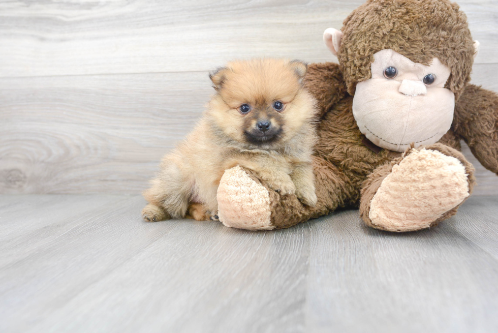 Meet Russ - our Pomeranian Puppy Photo 2/3 - Premier Pups