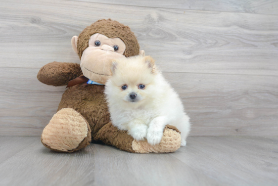 Fluffy Pomeranian Purebred Puppy