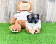 10 week old Pomeranian Puppy For Sale - Premier Pups