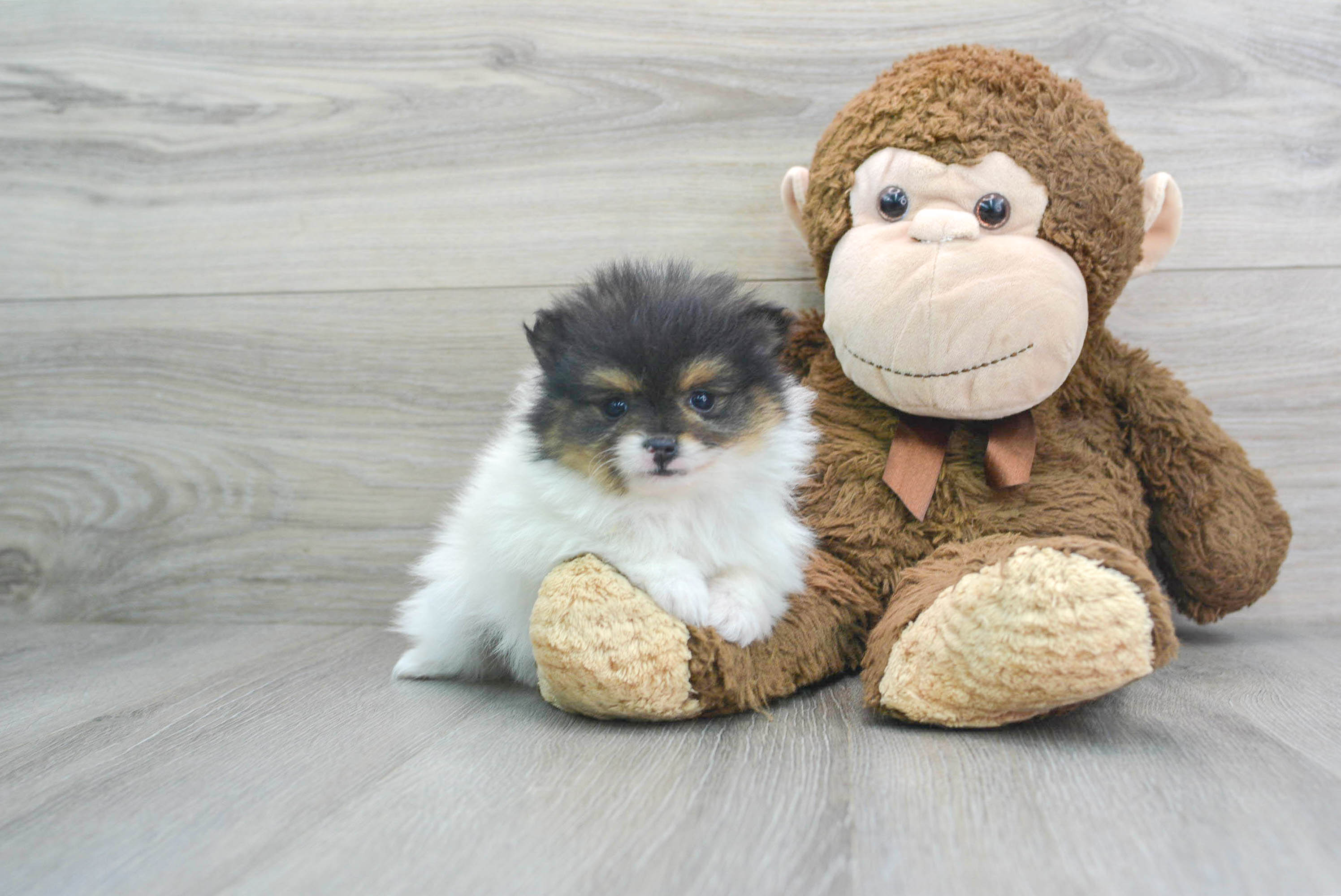 want to buy pomeranian puppy