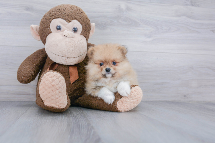 TEACUP POMERANIAN PUPPY