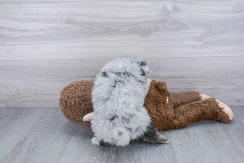 Popular Pomeranian Purebred Pup