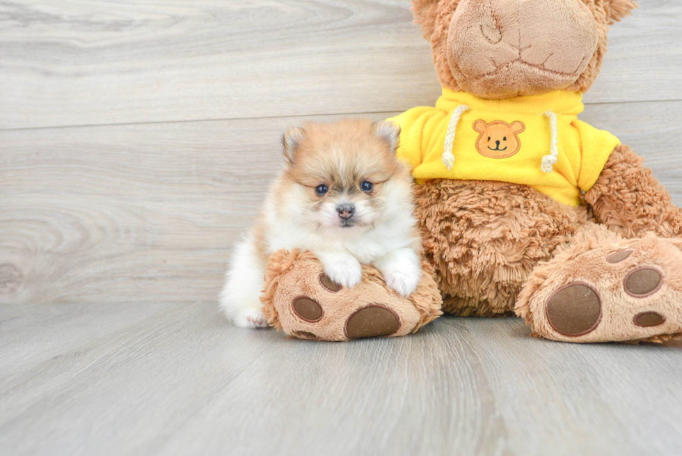 Popular Pomeranian Purebred Pup