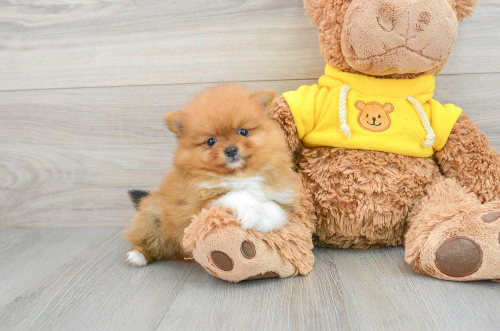 6 week old Pomeranian Puppy For Sale - Premier Pups