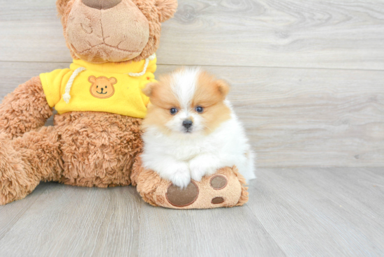 Pomeranian Pup Being Cute