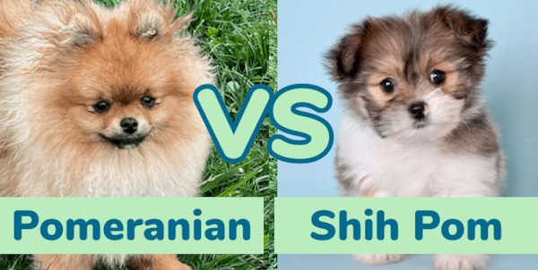 Pomeranian vs Shih Pom - Who Shines Brighter? - Premier Pups