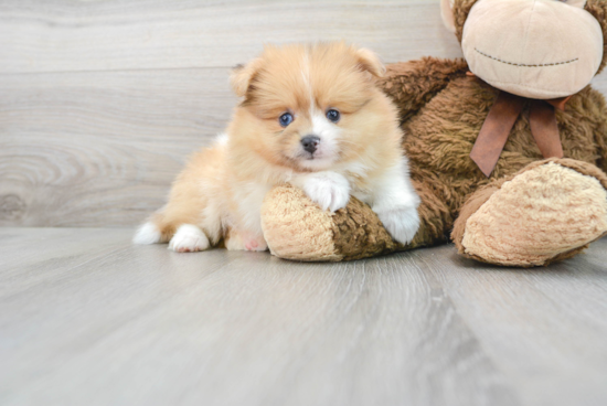 Pomeranian Pup Being Cute