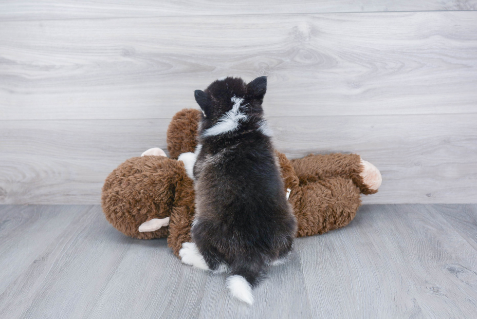 Fluffy Pomsky Designer Pup