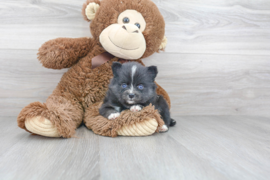 Happy Pomsky Baby