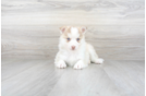 Meet Amaretto - our Pomsky Puppy Photo 2/3 - Premier Pups