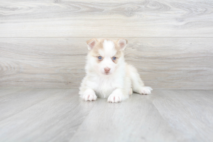 Meet Amaretto - our Pomsky Puppy Photo 2/3 - Premier Pups