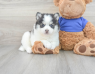 5 week old Pomsky Puppy For Sale - Premier Pups