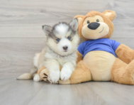 10 week old Pomsky Puppy For Sale - Premier Pups