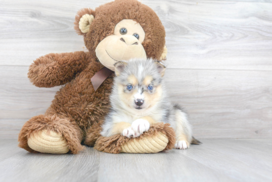 Pomsky Pup Being Cute