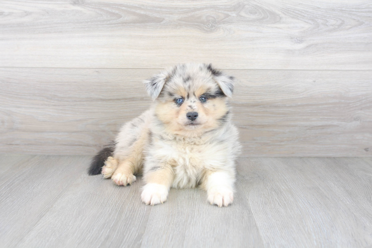 Meet Apollo - our Pomsky Puppy Photo 1/3 - Premier Pups