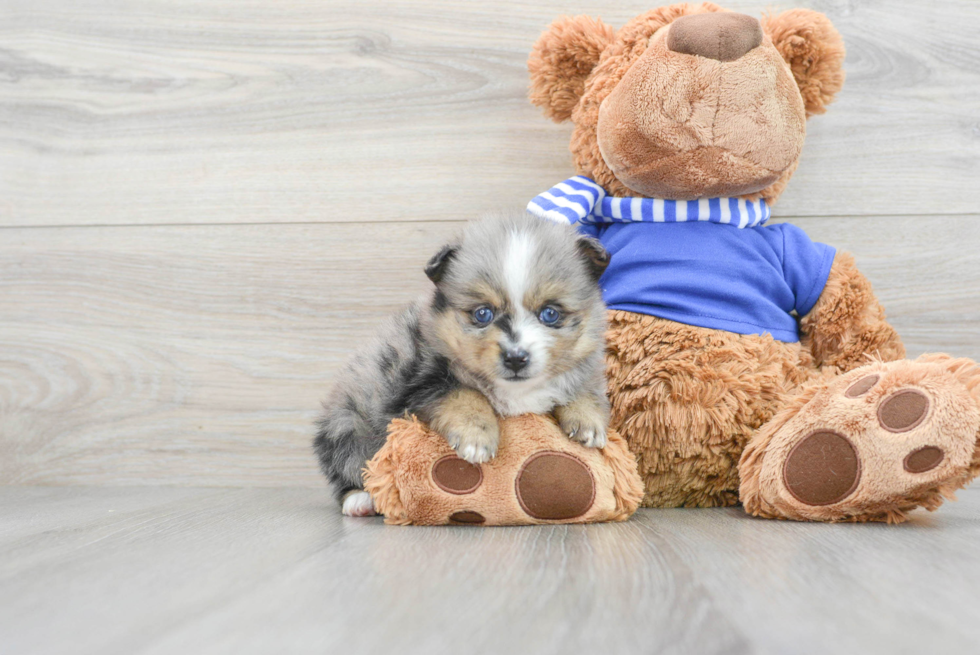 Best Pomsky Baby