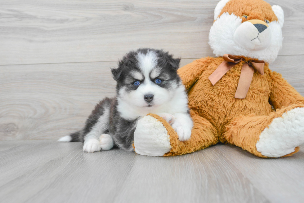 Friendly Pomsky Baby